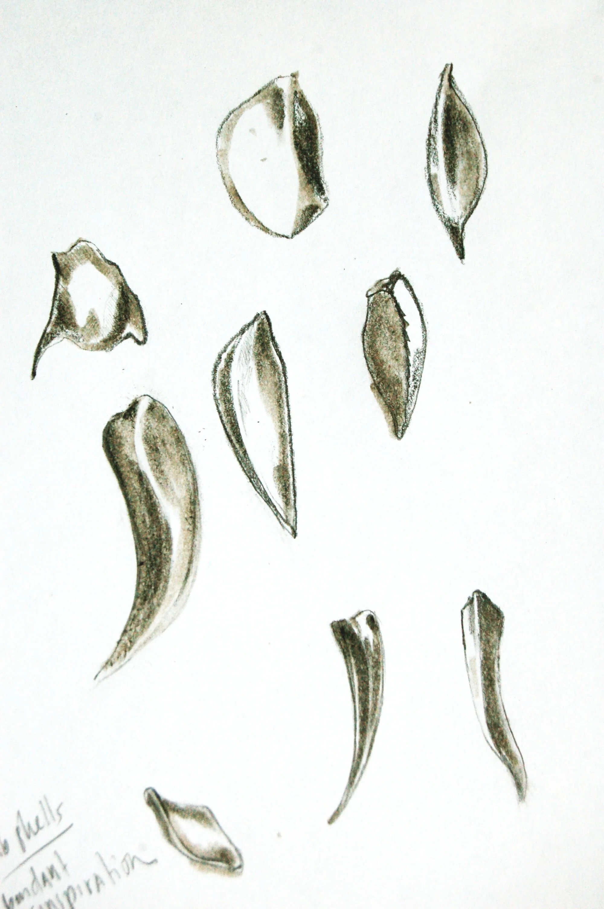 Crab Sketches II