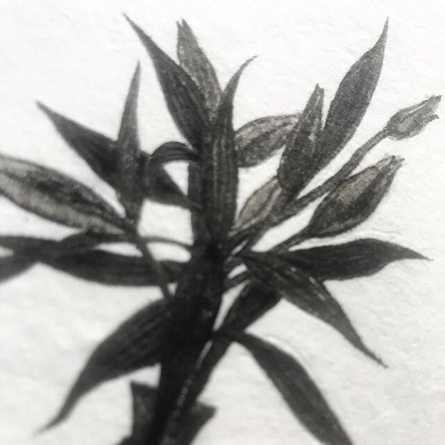 Lillies, close up. Ink on weird soft paper.