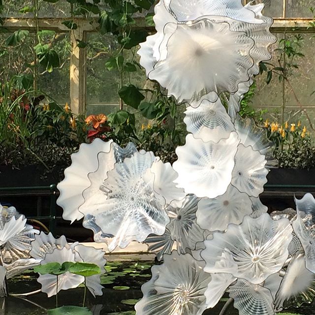 Kew Gardens again.  More of Dale Chihuly&rsquo;s fabulous glass sculptures. This is my absolute favourite outdoor piece so far (I haven&rsquo;t found them all yet) although strictly speaking it&rsquo;s indoors  in the Waterlily House. &rdquo;Ethereal