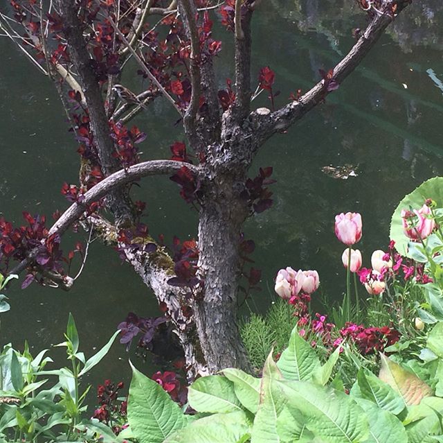 Monet&rsquo;s Garden, Giverny, France.
So beautiful. So busy but so beautiful. So glad we went. 🌸 🌼 🌺

#monetsgarden #garden #jardin #garten #giardino #beautifulgarden #beautifulgardens #springgarden #waterlilies #giverny #monet #claudemonet #impr