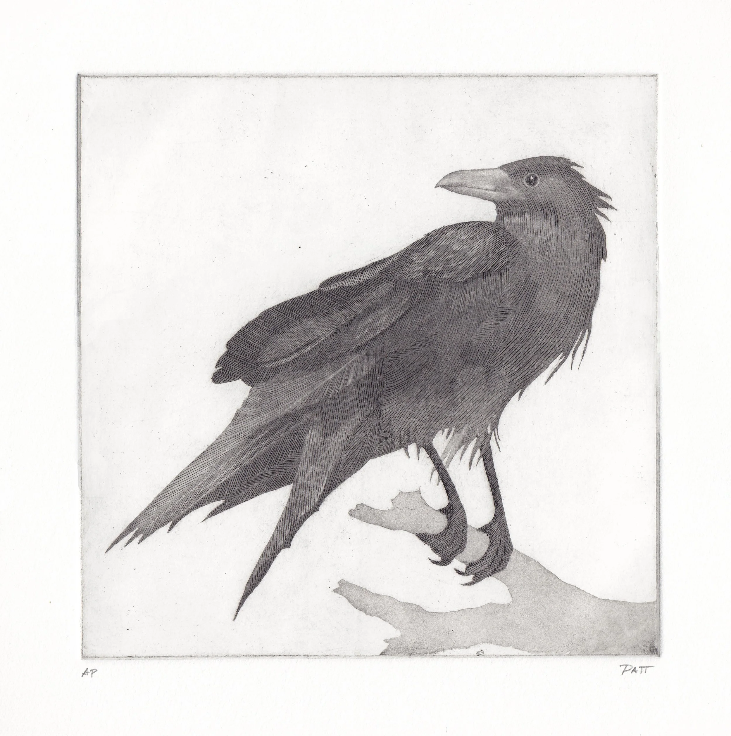 Paranoid Crow - large - final.jpg