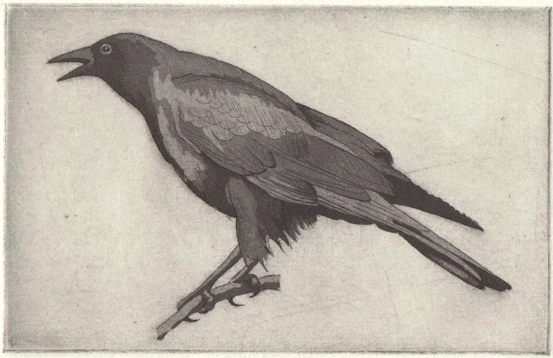 Summer Crow