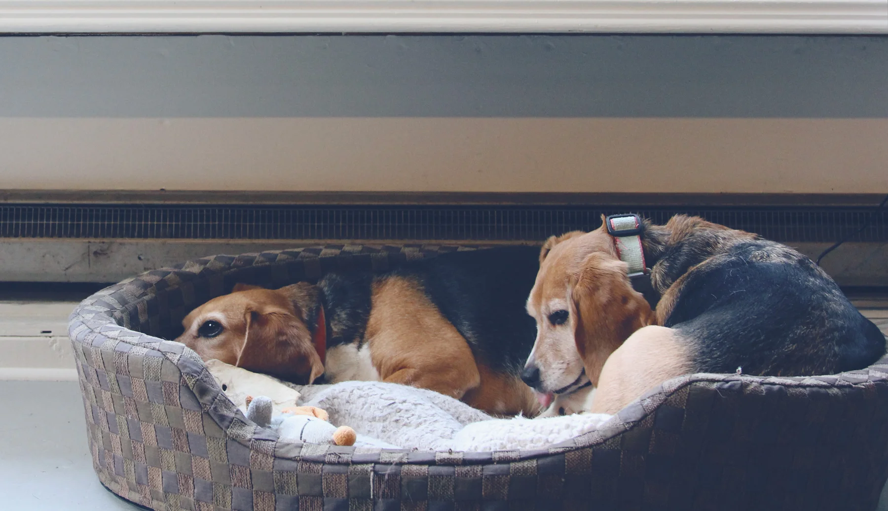There's something about a beagle – Frannie and Gertie (rescues from Beagle Freedom Project ) relaxing in the studio.