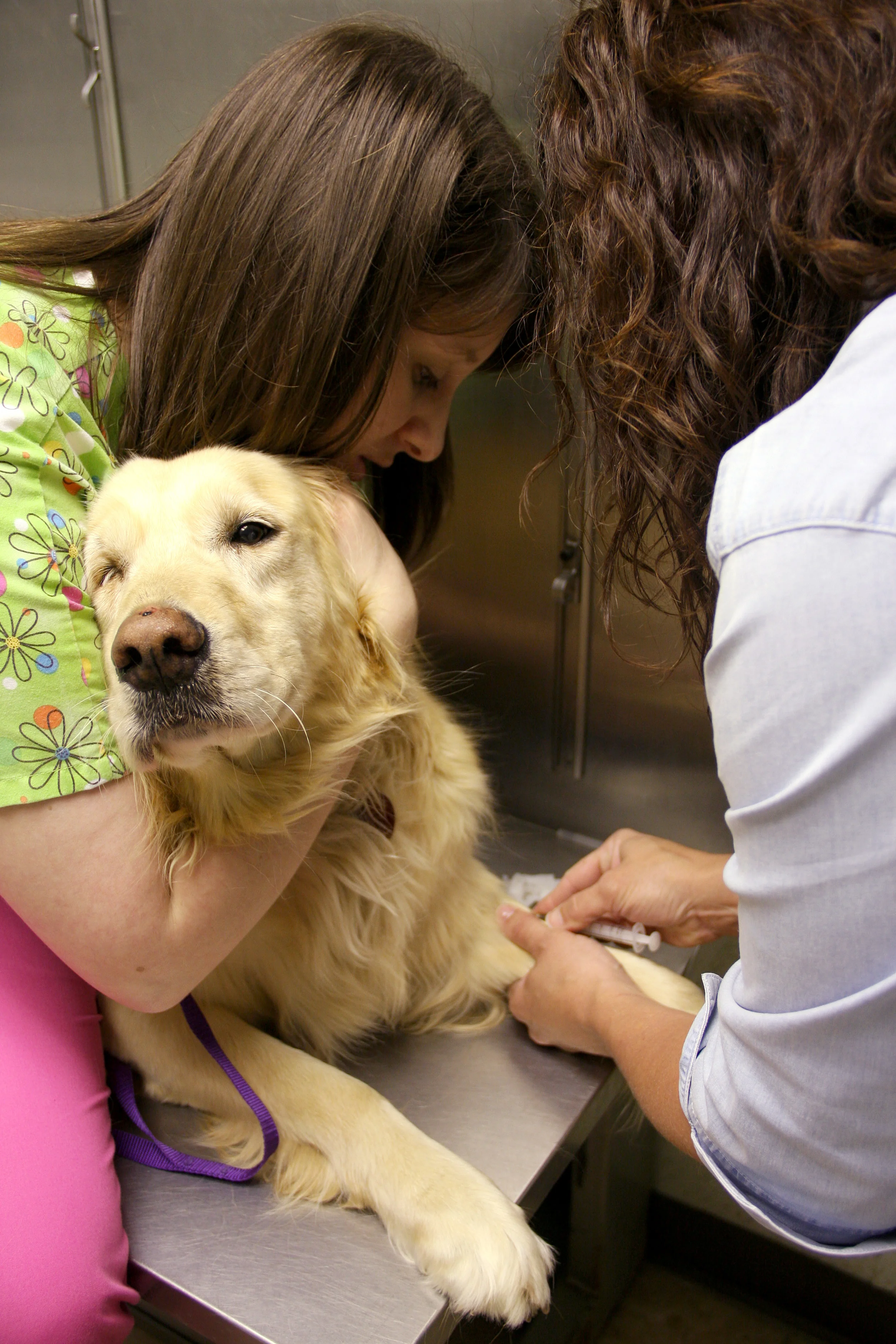 Blood is drawn for a pre-anesthetic profile.
