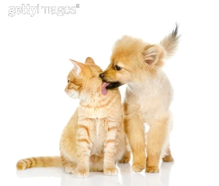 It's the Month of Love, Hugs, and Pet Kisses!