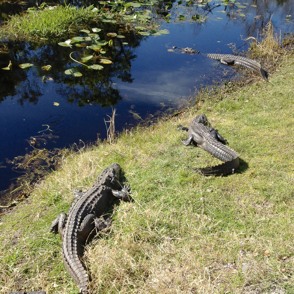 Okefenokee-006.jpg