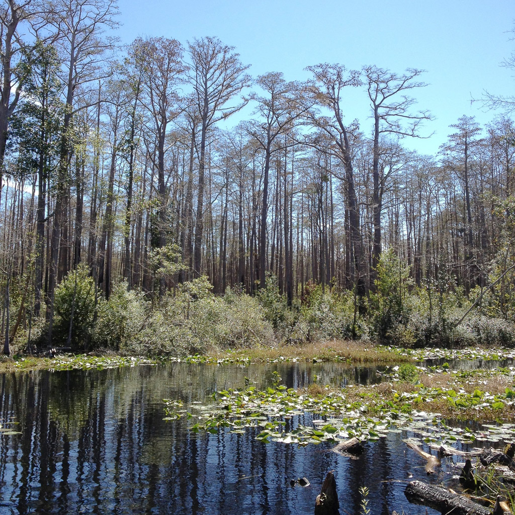 Okefenokee-004.jpg