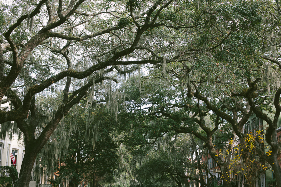 savannah-12.jpg