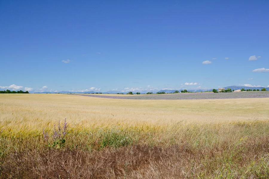 valensole-france-6.jpg
