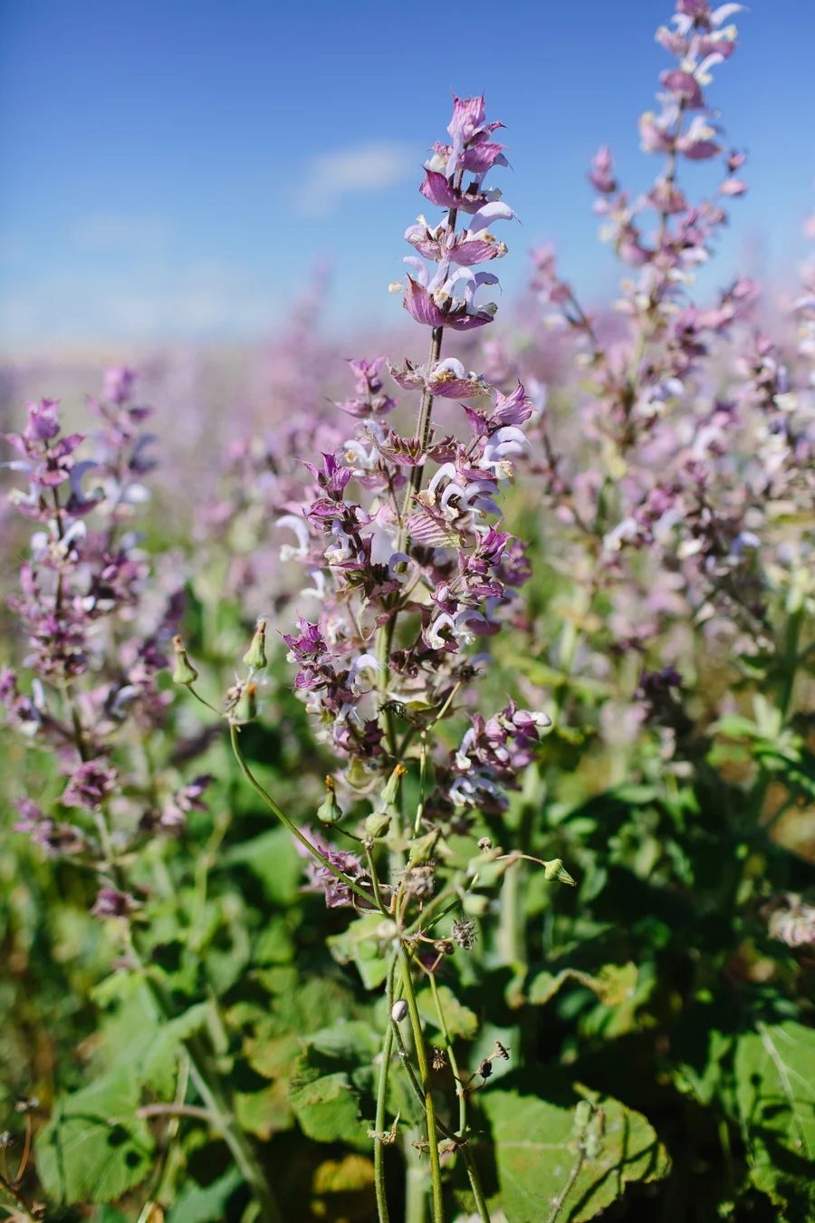 valensole-france-20.jpg