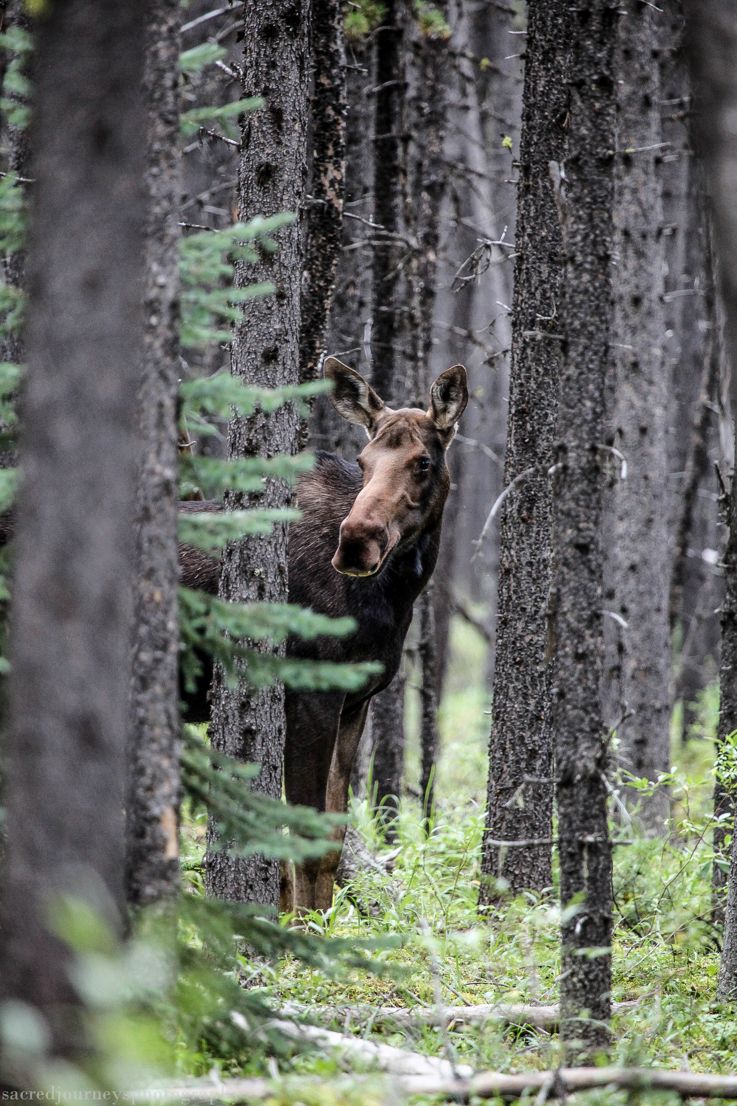 Female Moose in woods near Lake Maligne Alberta Canada