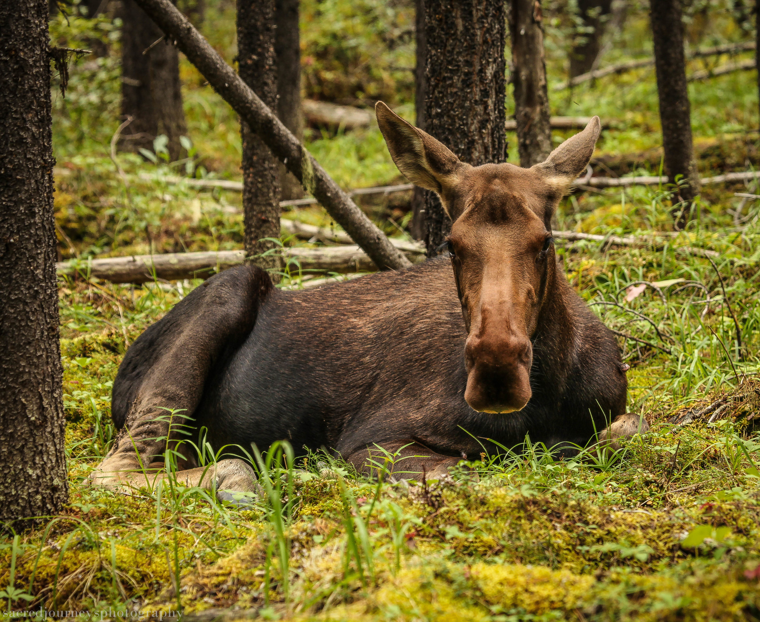 Female Moose resting in woods near Lake Maligne Alberta Canada