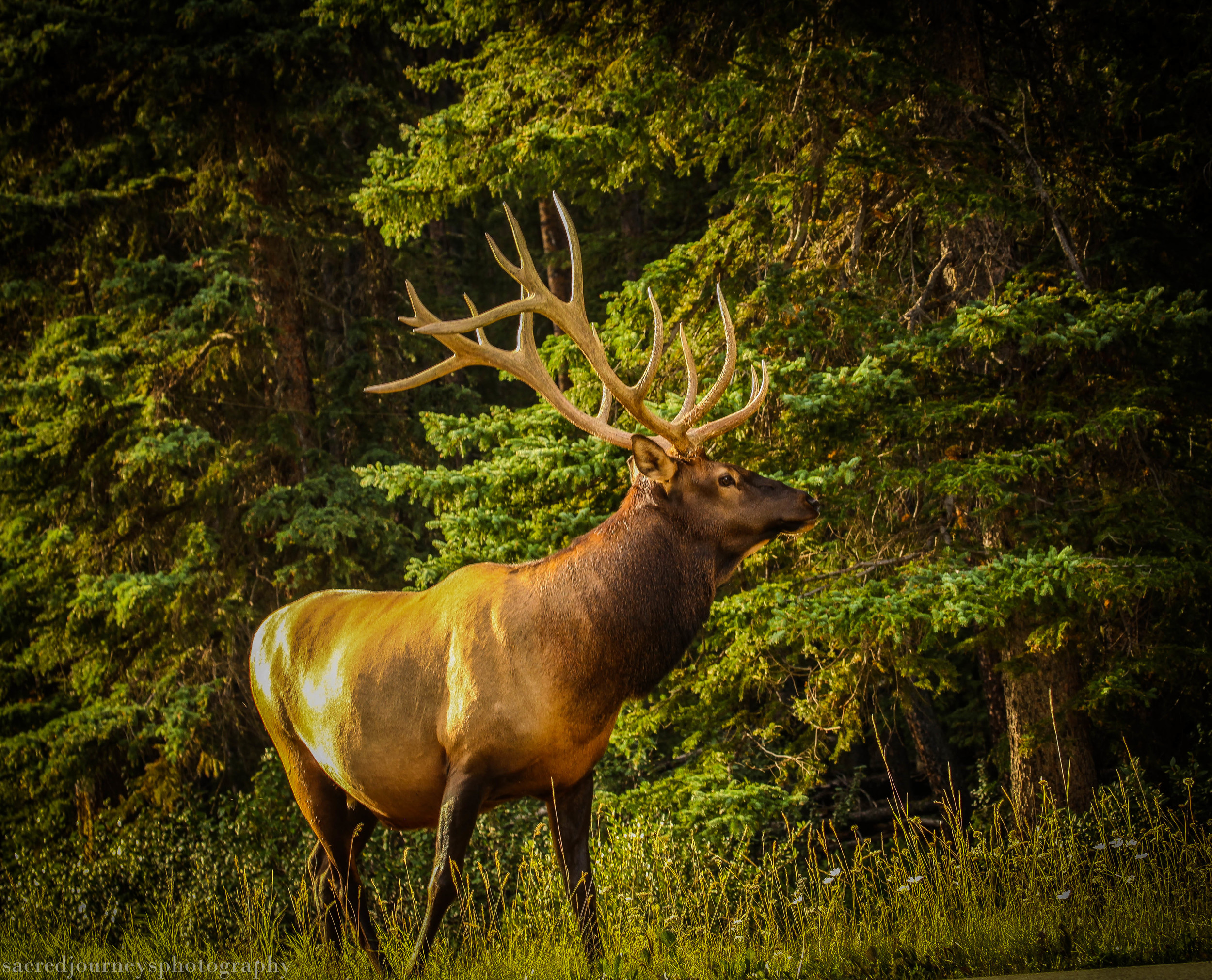 Elk listening to the call of the wild Banff National Forest Alberta Canada