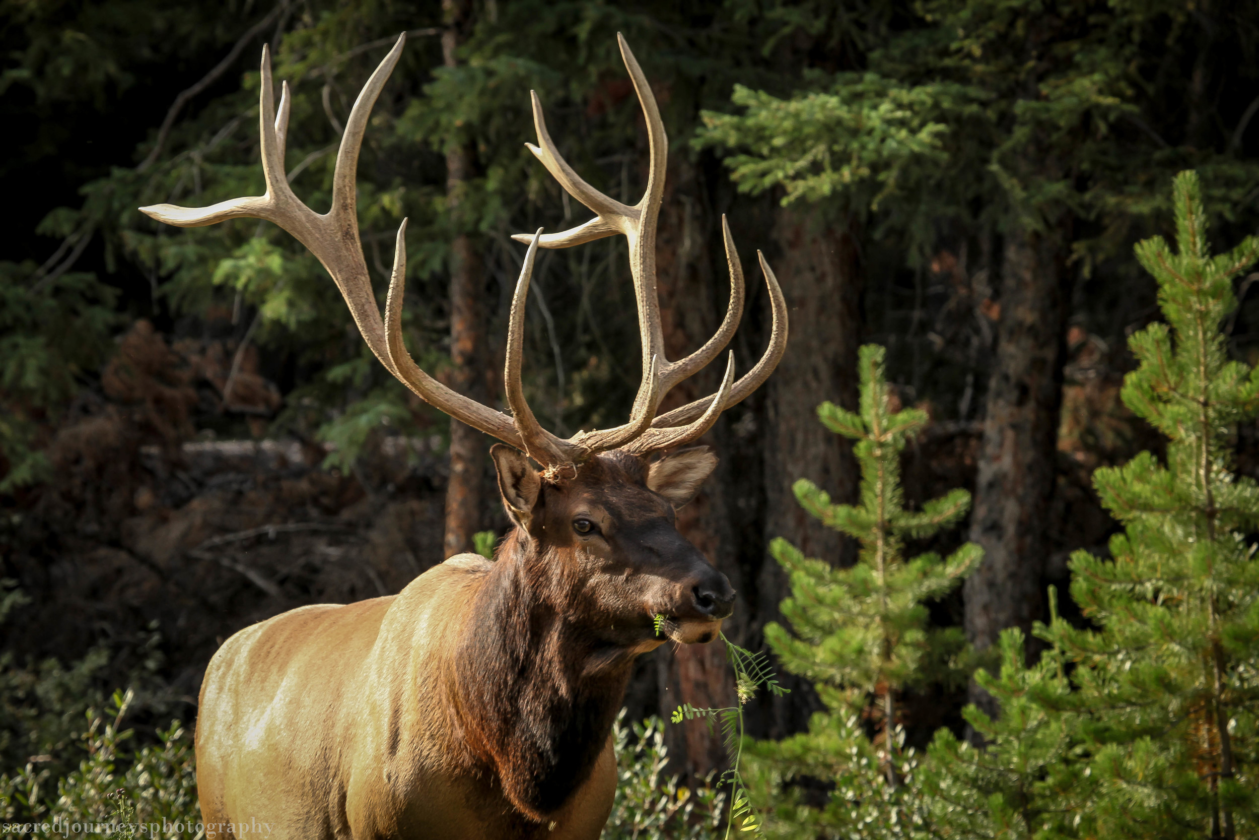 Elk in Banff National Forest enjoying lunch