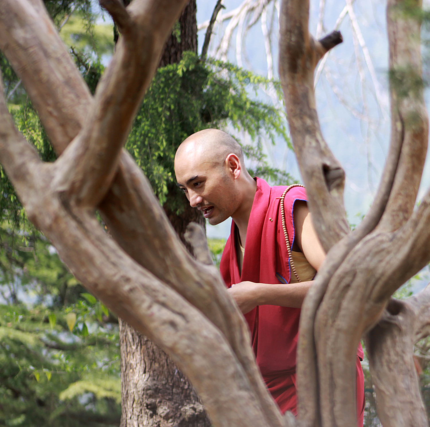 Website Dharmsala man in tree.jpg