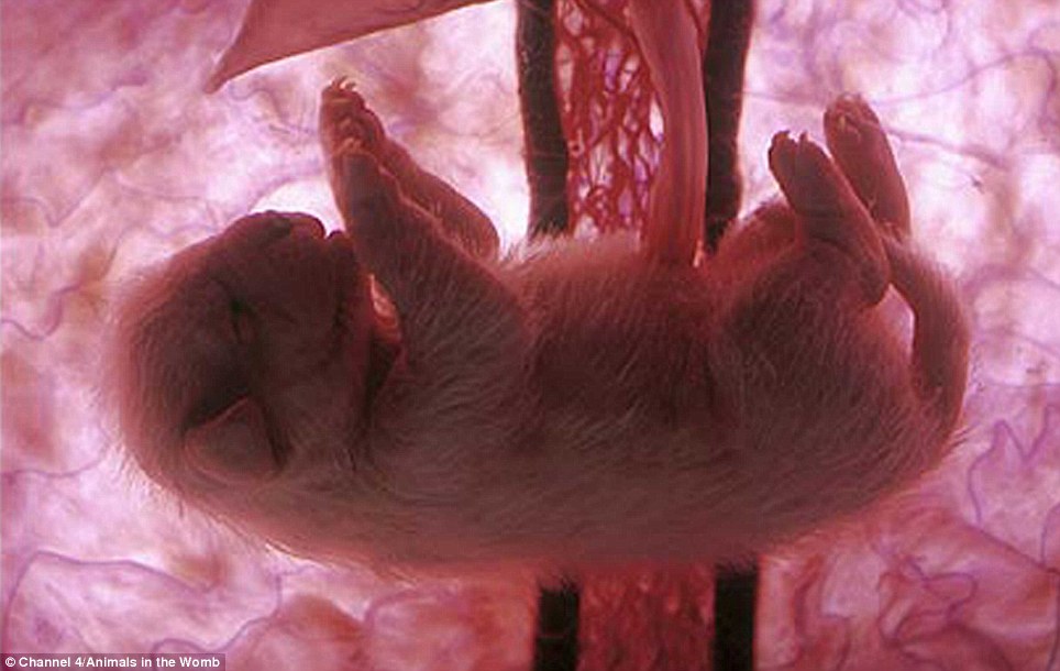 animales_in_utero_3.jpg