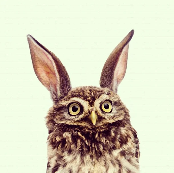 Owlbit