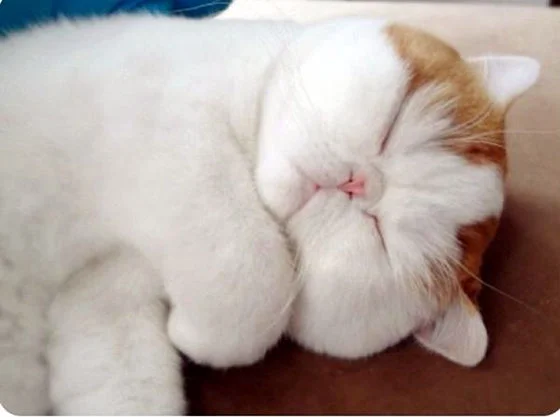Snoopy sleeping.jpg