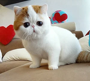 Snoppy 1.jpg