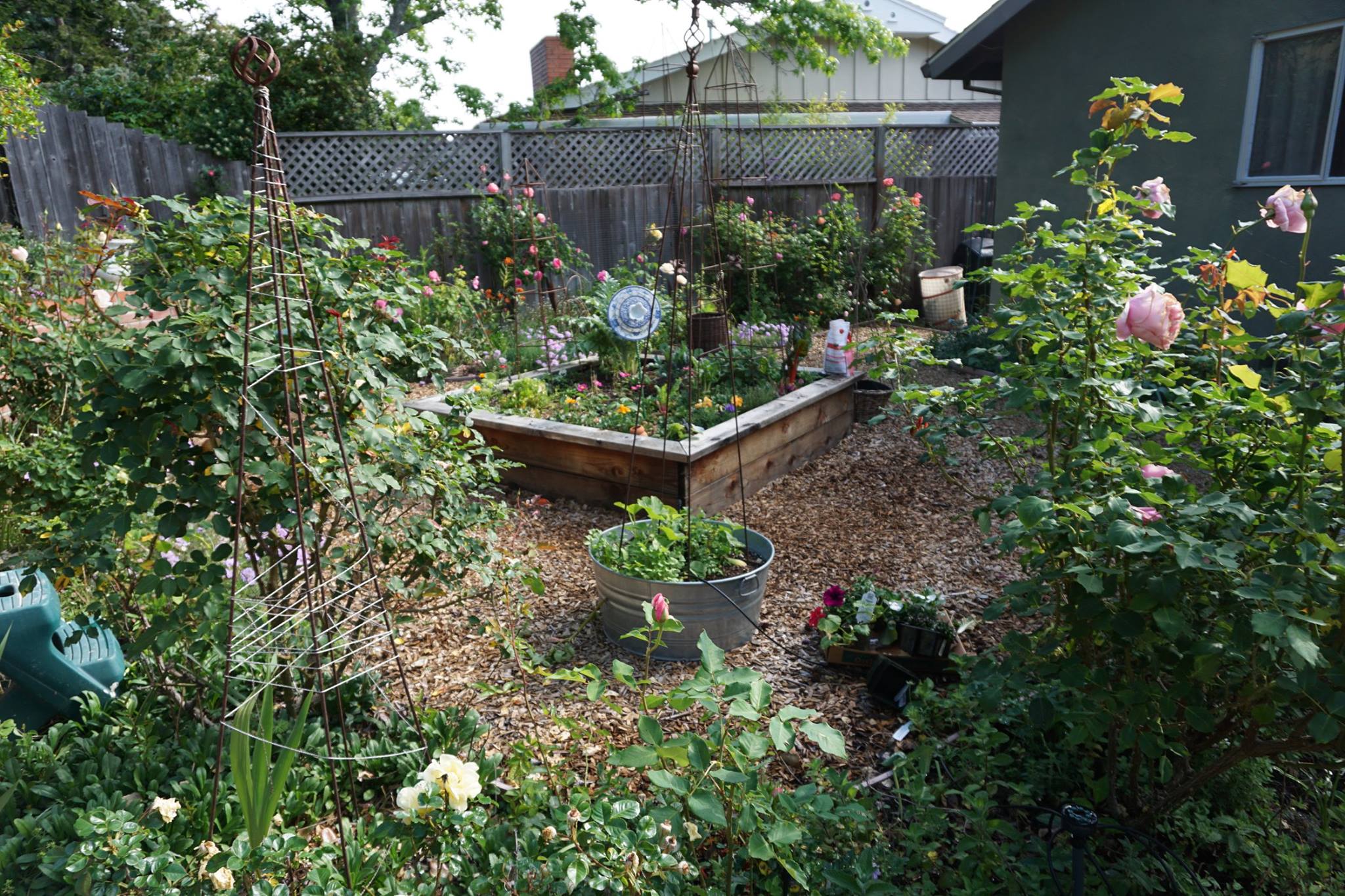 Garden April 2015