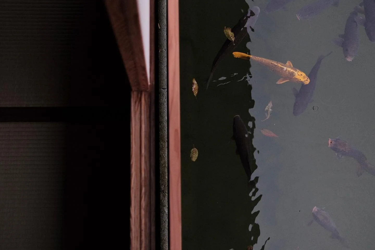 Squeezed in a visit to yokokan

#koi #tatami