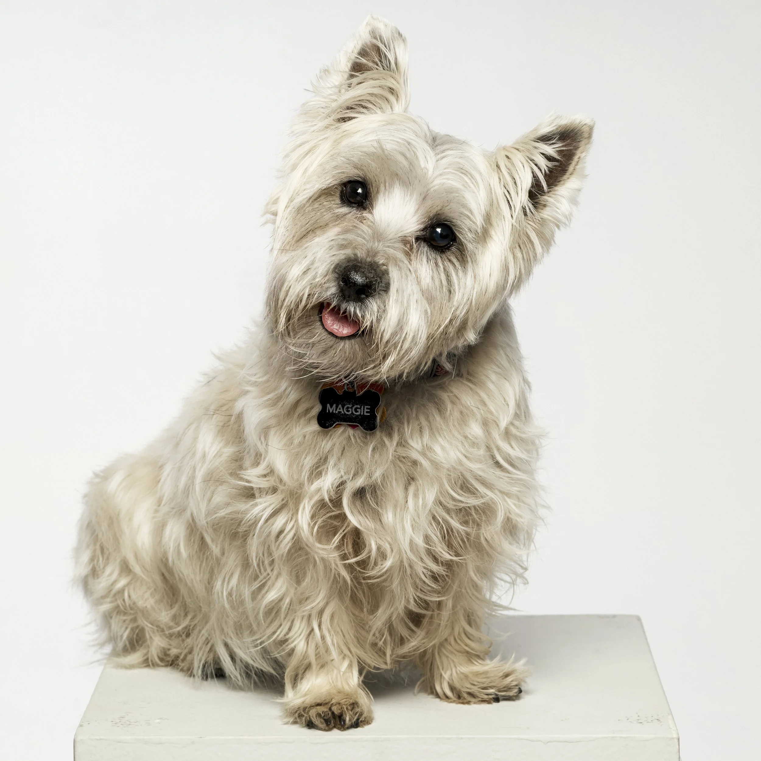 Jamie L Dog Portrait 1_9_26 189_1.jpg