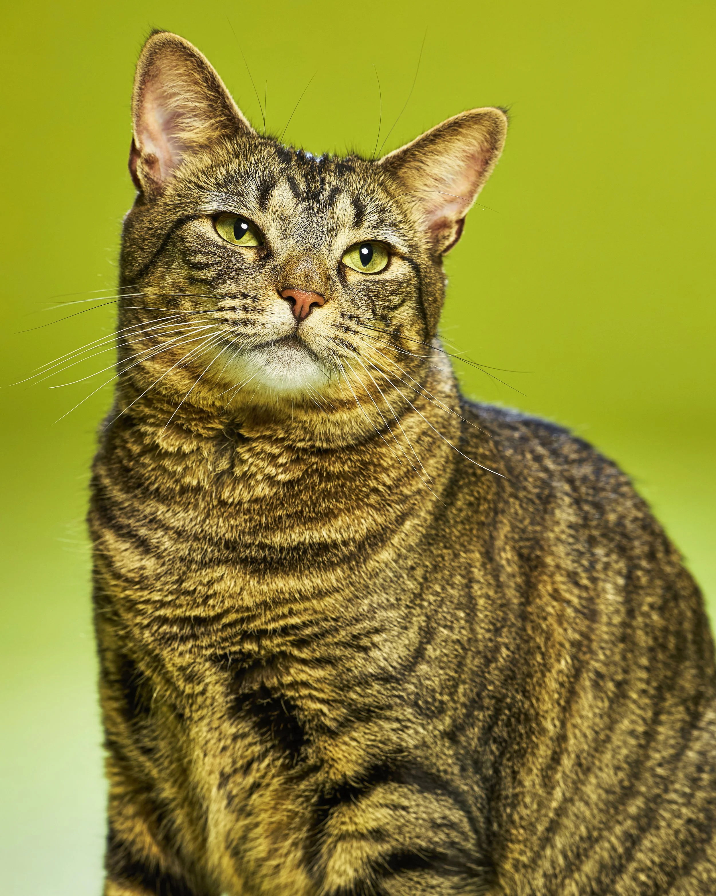 kitties 6_13_25 033.jpg