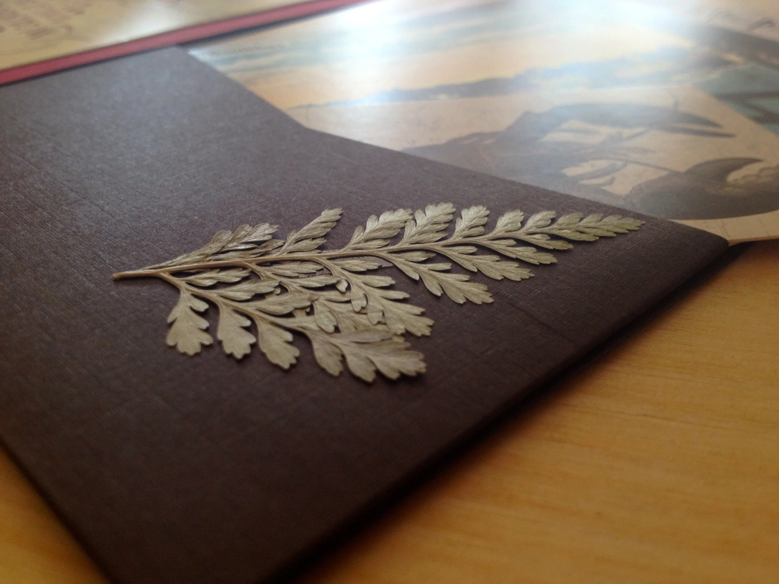 Real Fern Embellishment