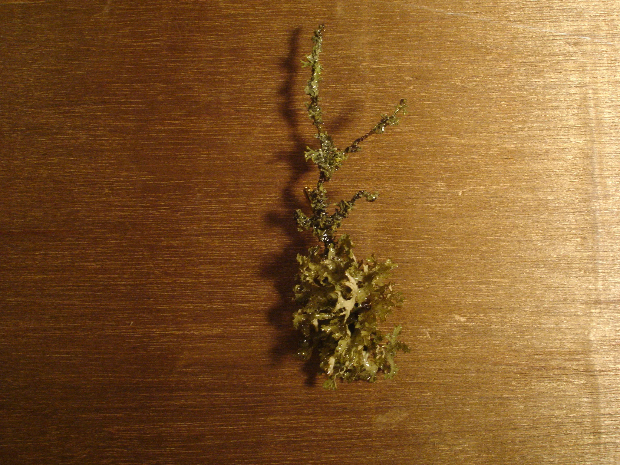 LICHEN Brooch - tree jewels