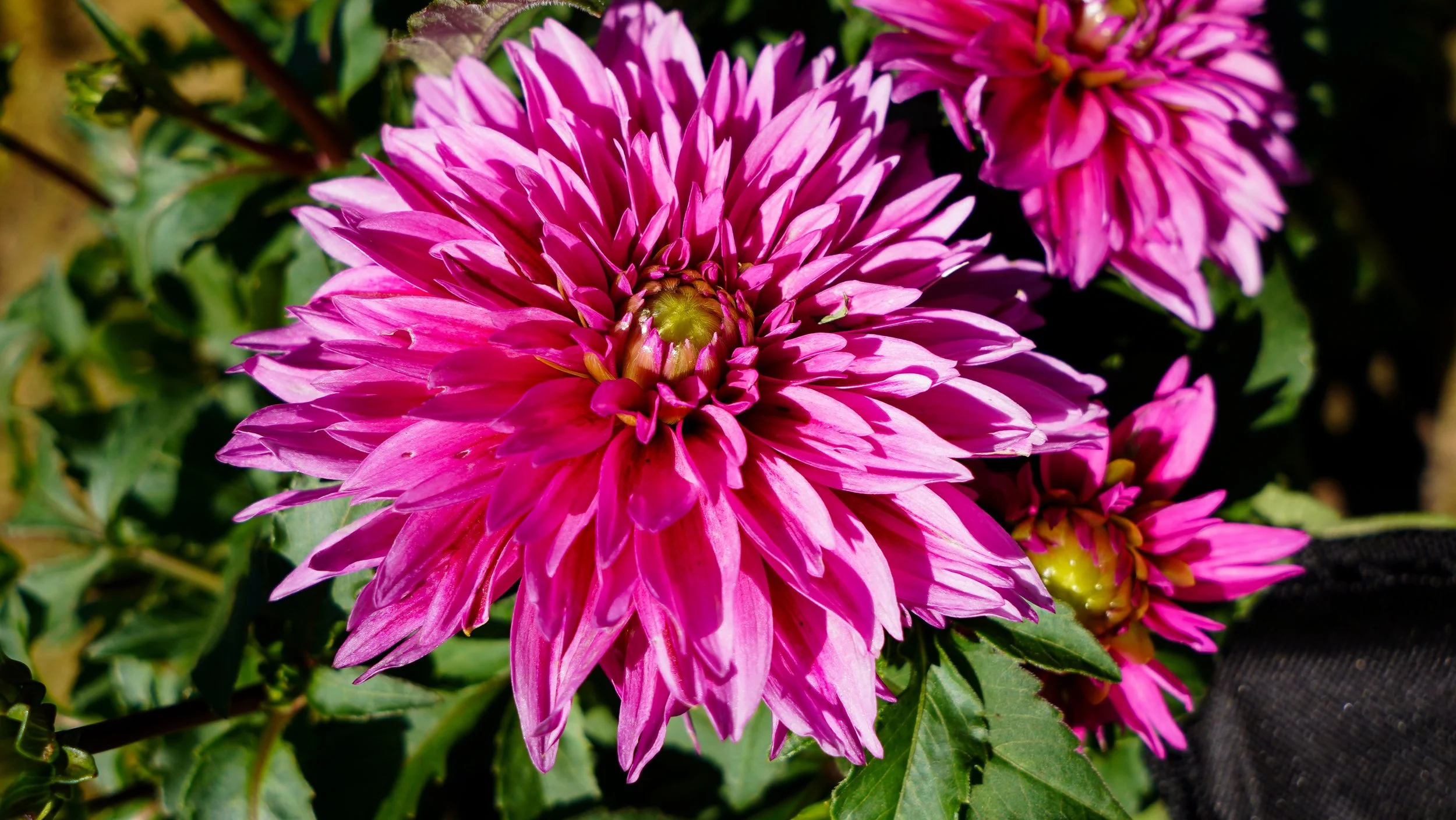 DSC08913.jpg