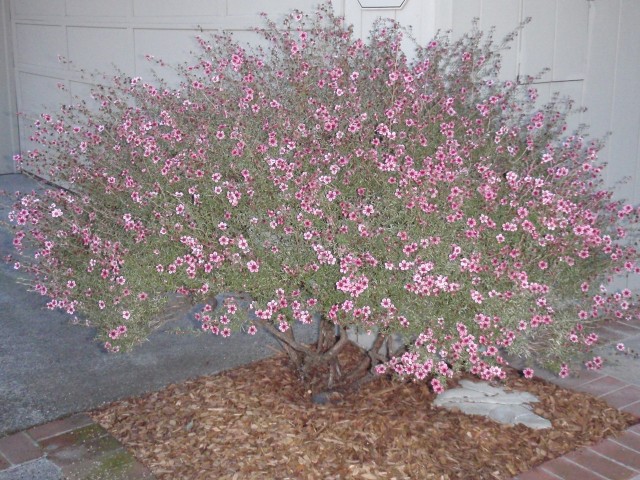 KnollBush-lg.JPG