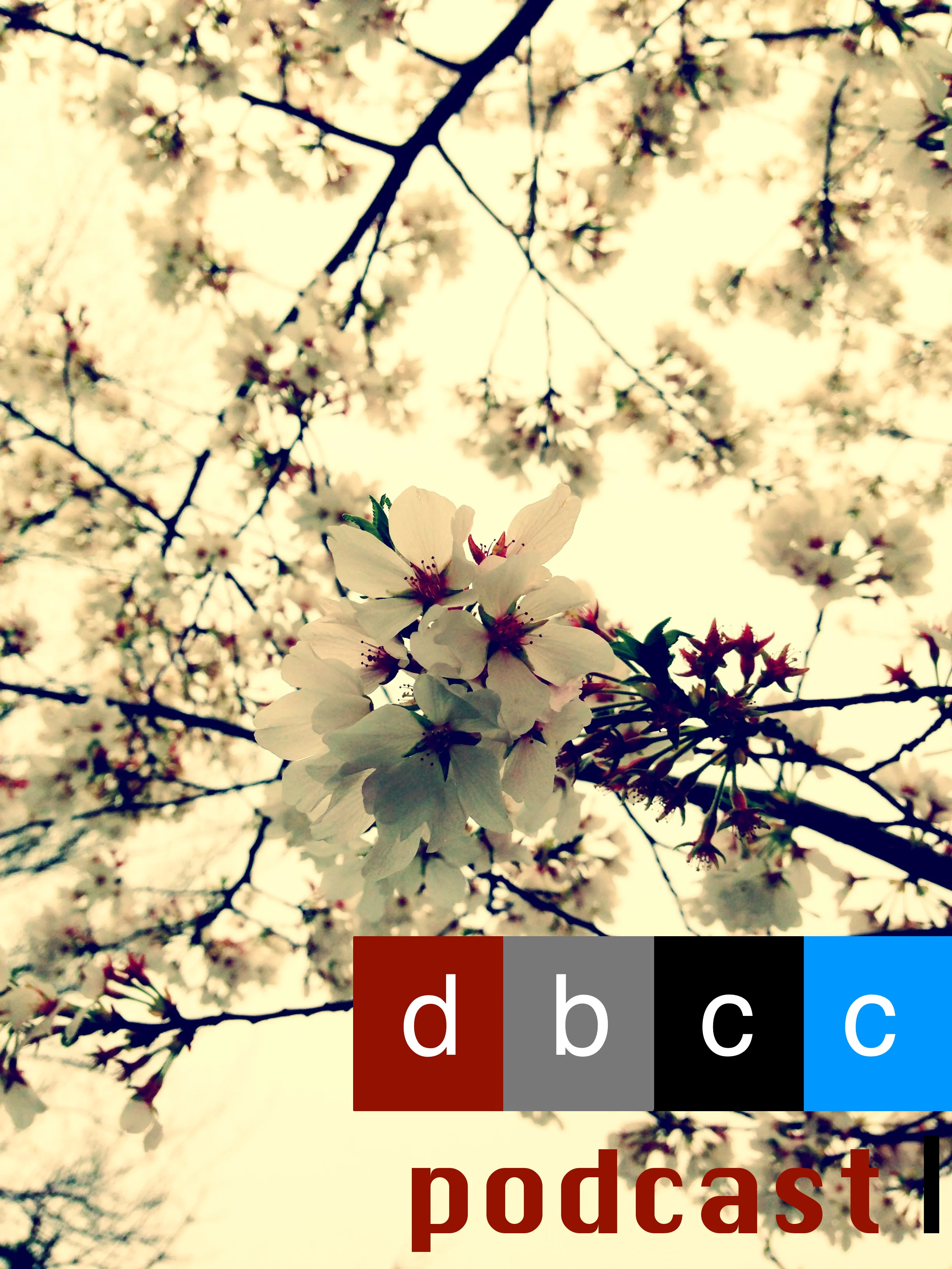 Cherry Blossom Podcast.jpg