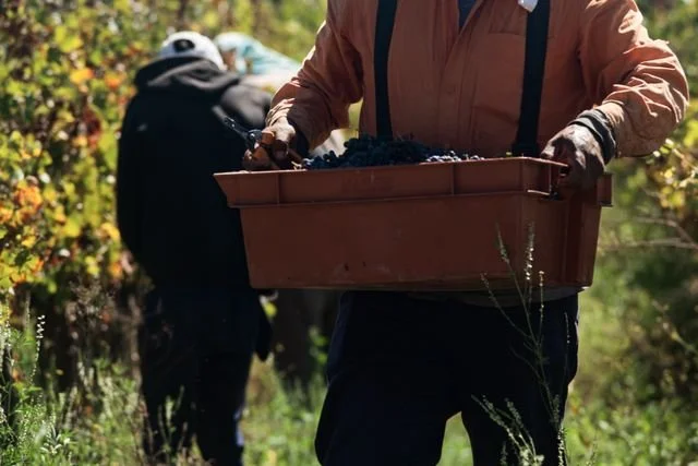 Workers in Vineyard.jpg