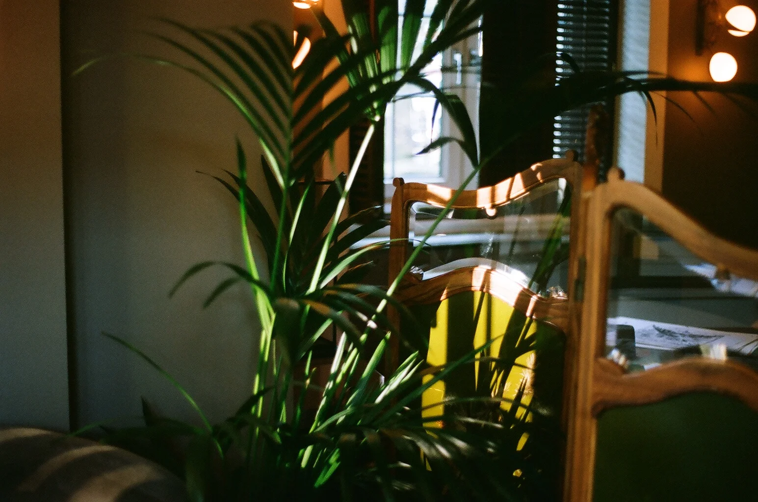 Sunlight coming through window blinds, illuminating large green plant and wooden furniture in interior space.