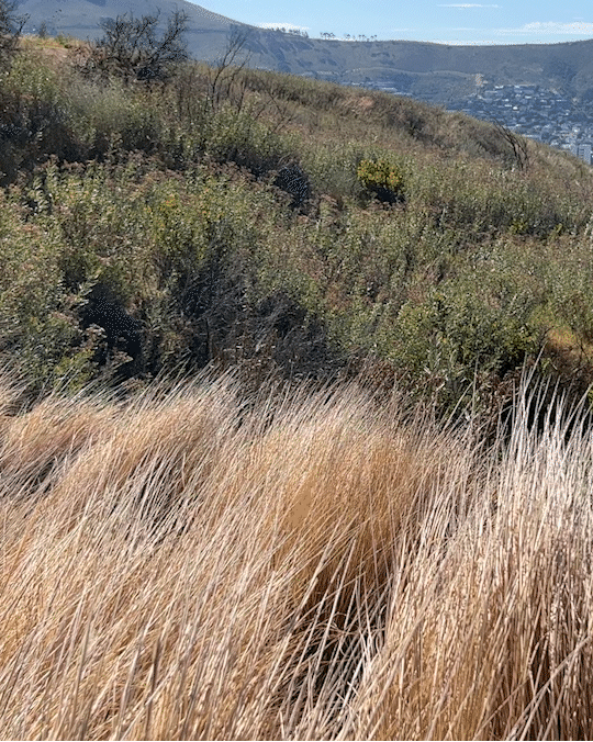 Tall, dry grasses on a hillside with green shrubs and trees, and a distant view of a valley and cityscape under a blue sky.