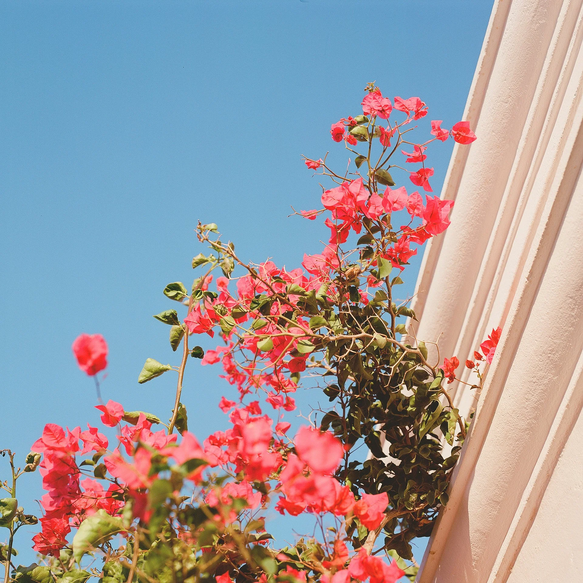 Pink bougainvillea flowers growing along the edge of a beige building with a clear blue sky in the background.