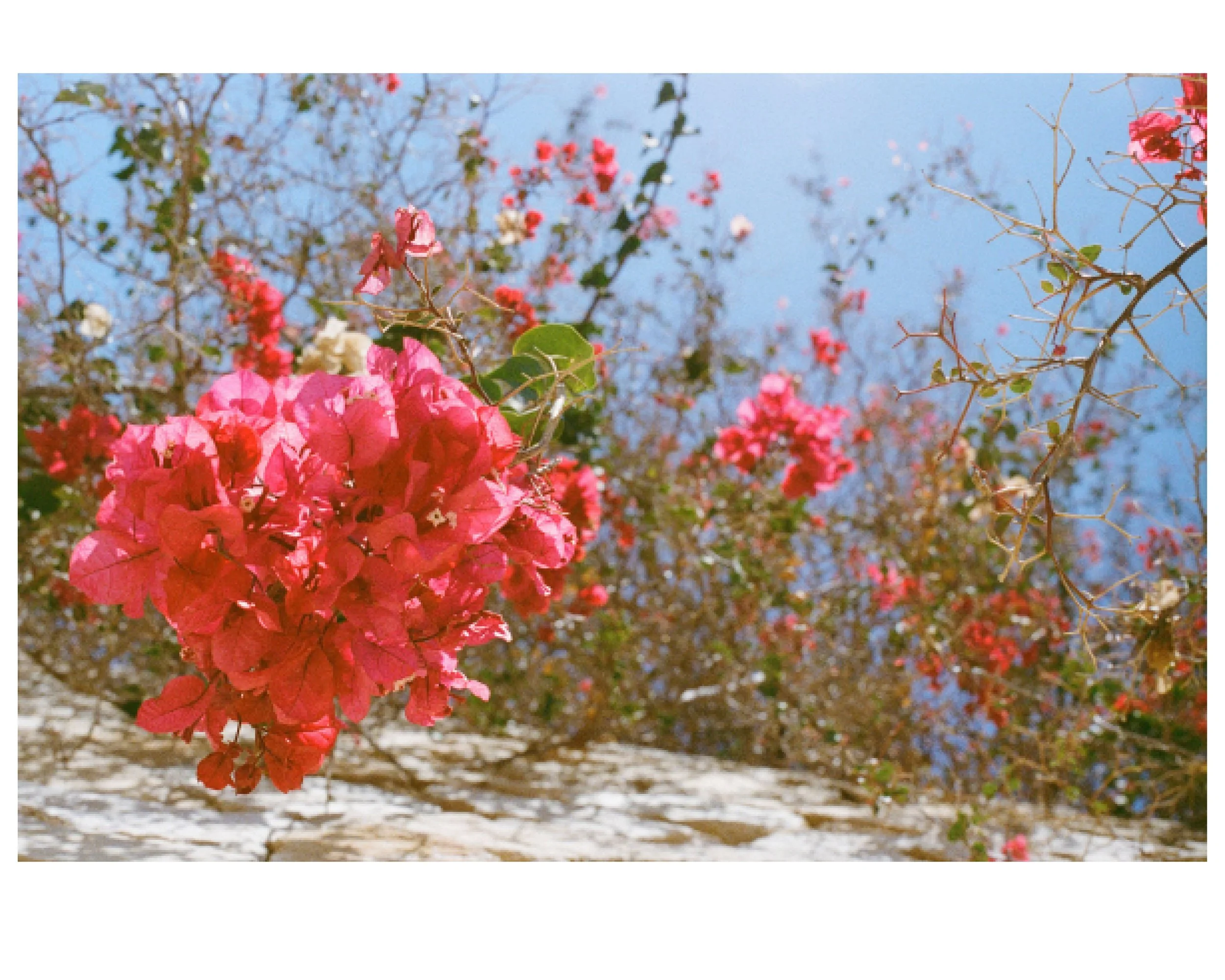 Close-up of pink bougainvillea flowers climbing a white stone wall against a blue sky.