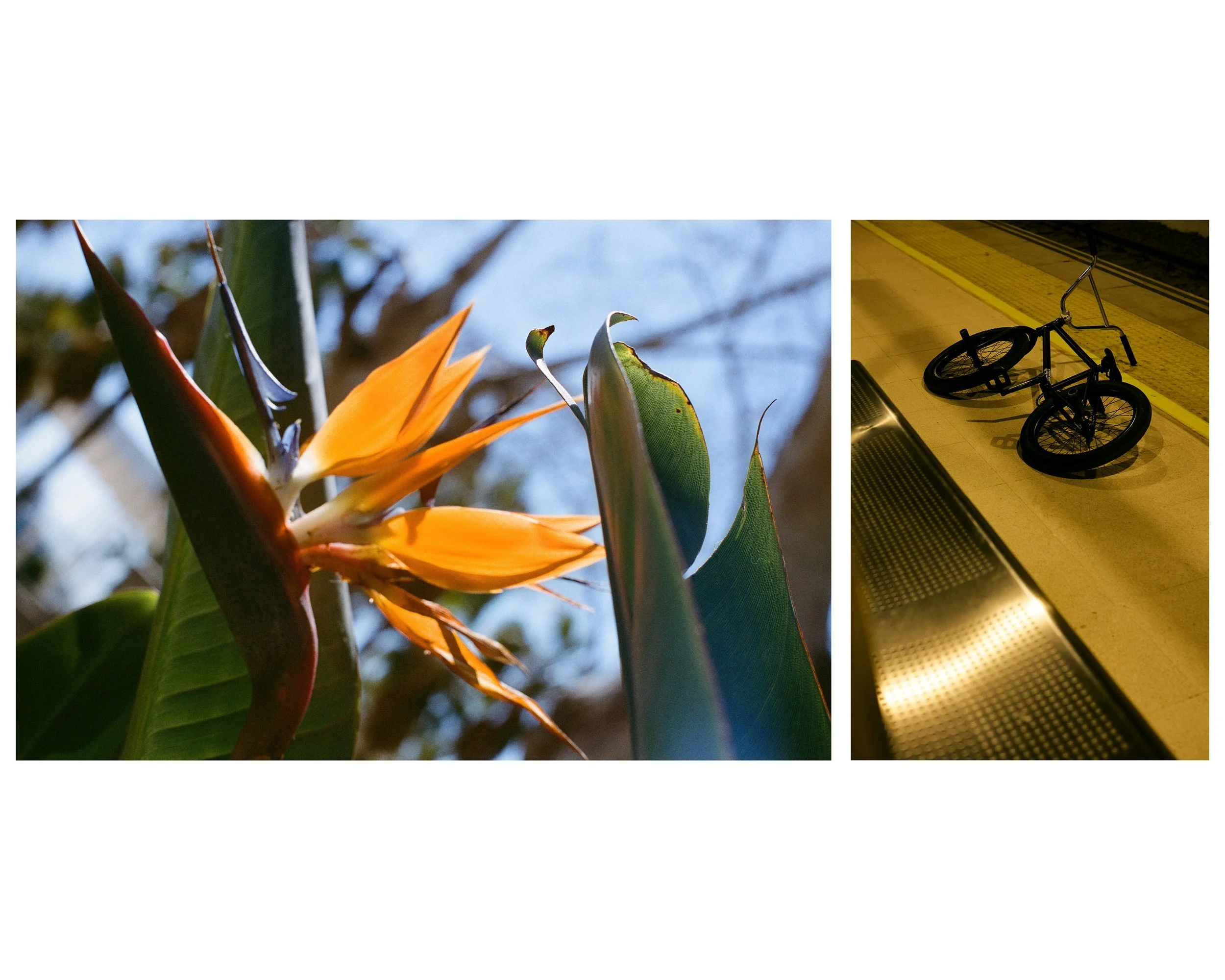 Close-up of orange flowers and green leaves on a plant, and an indoor scene with a broken black bicycle lying on the floor near a yellow tactile paving edge at a train or subway station.