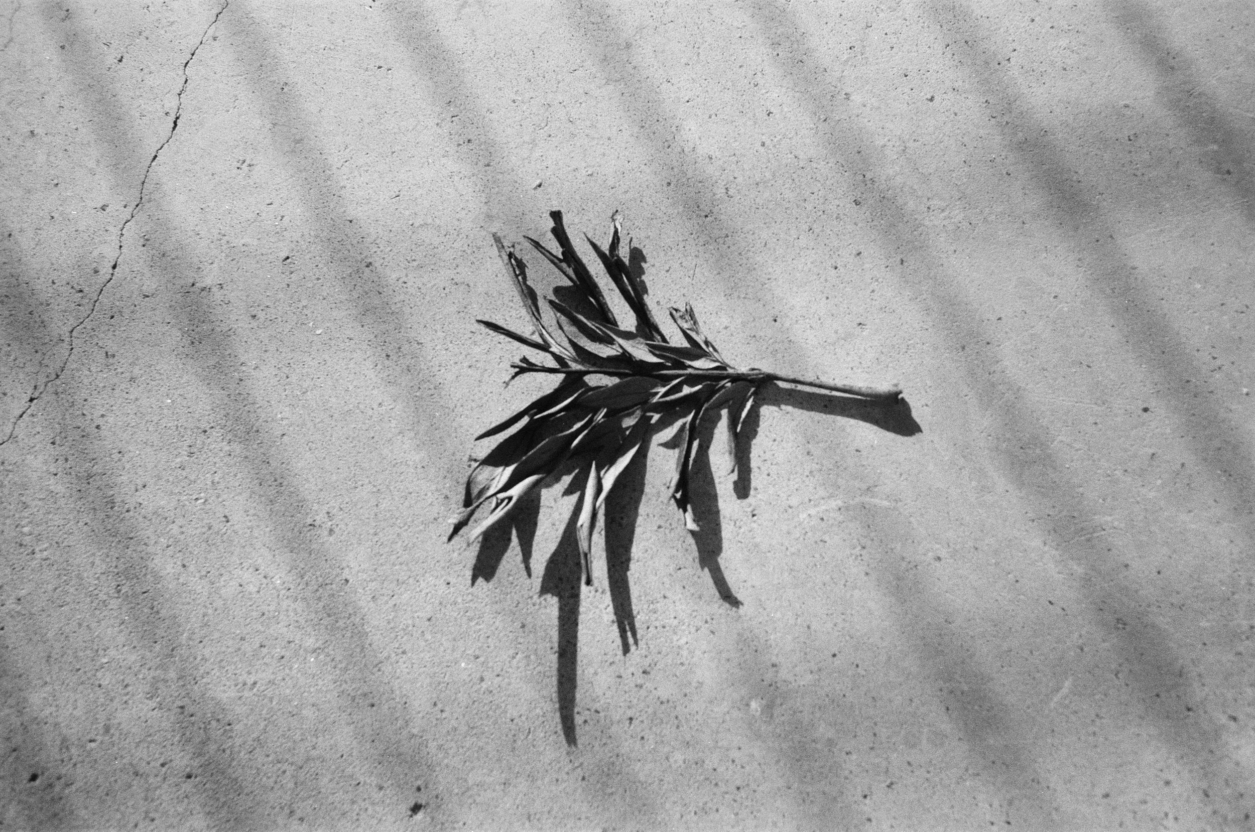A black and white photo of a fallen leaf on a textured concrete surface with shadows.