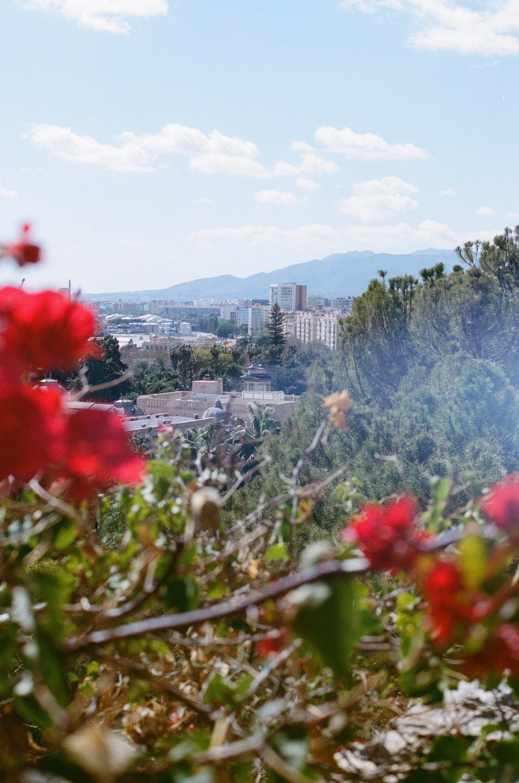 Scenic cityscape view with distant buildings, lush green trees, mountains in the background under a partly cloudy sky, and red flowers in the foreground.