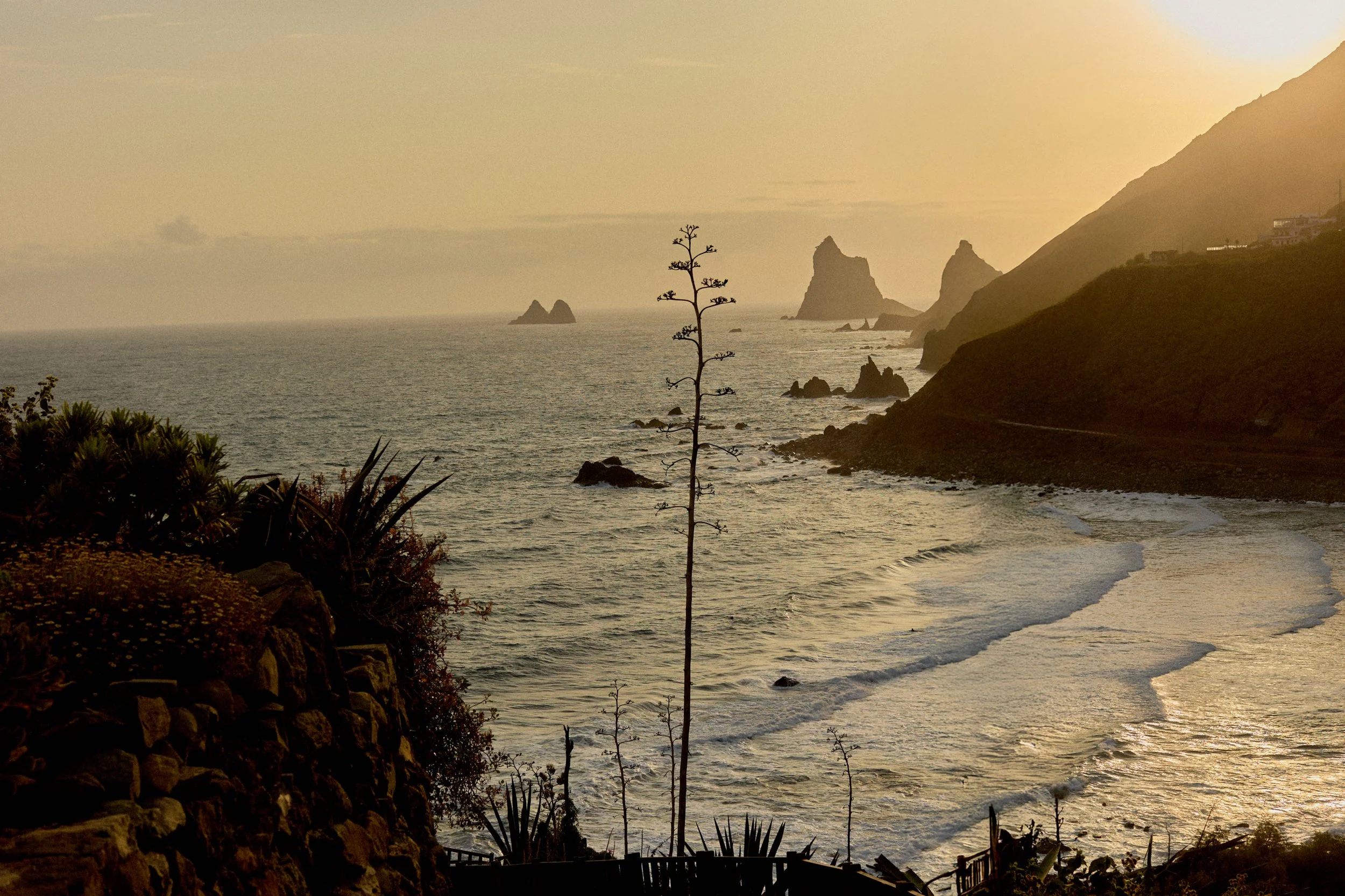 Sunset over the ocean with rocky cliffs, a winding shoreline, and a tall plant in the foreground.