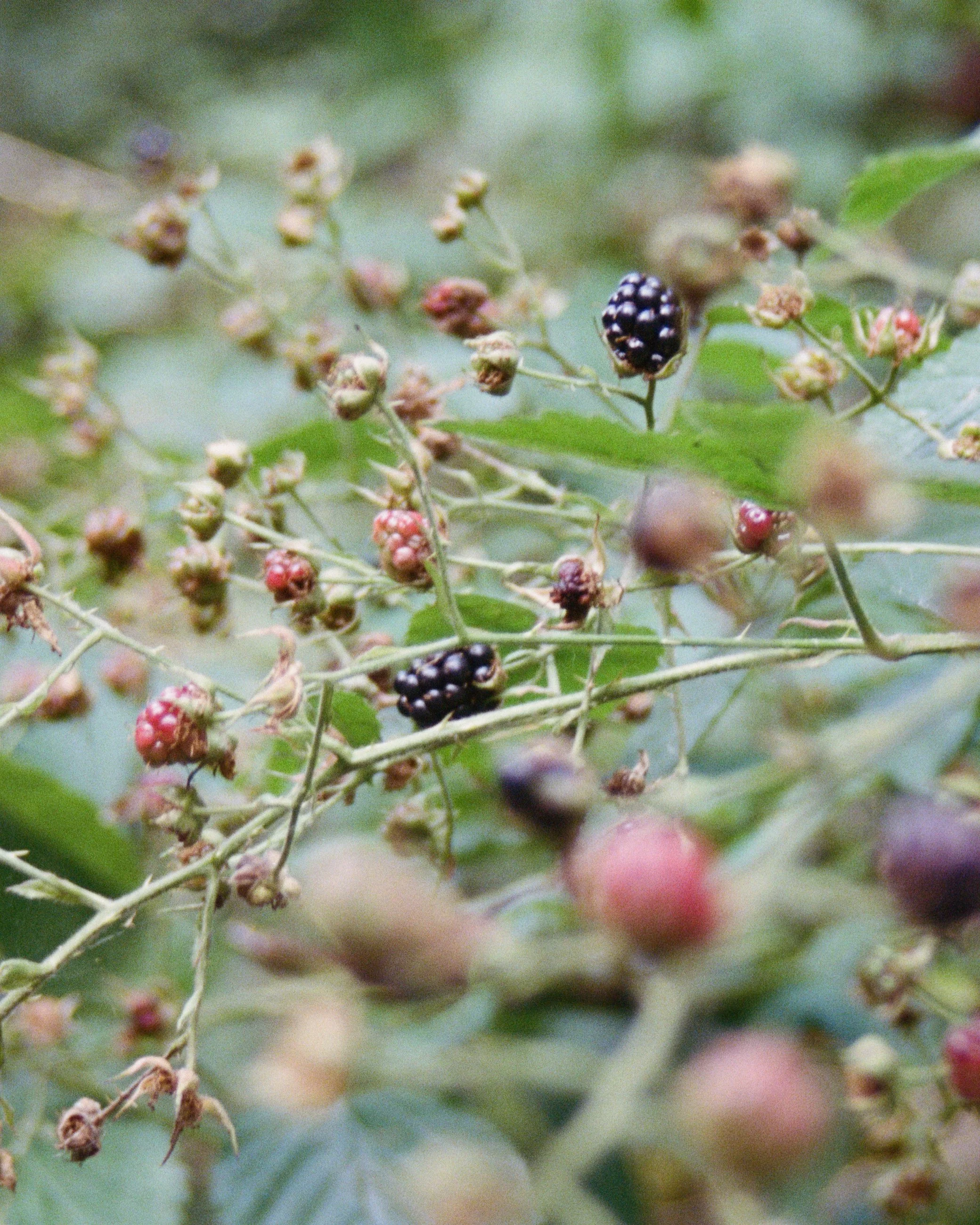 Close-up of blackberry plants with ripening blackberries and green leaves.