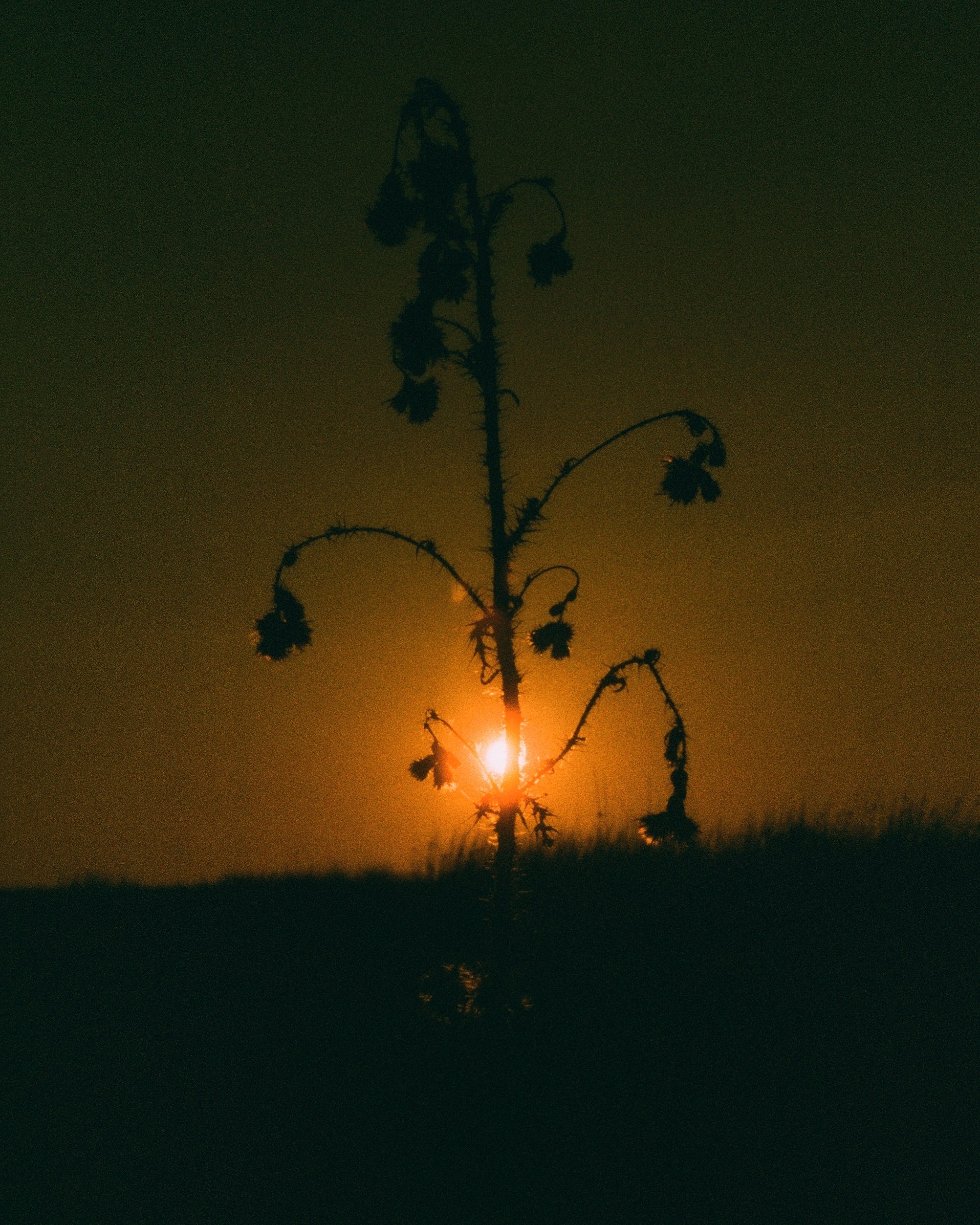 Silhouette of a plant with drooping flowers against a sunset or sunrise in a dark landscape.
