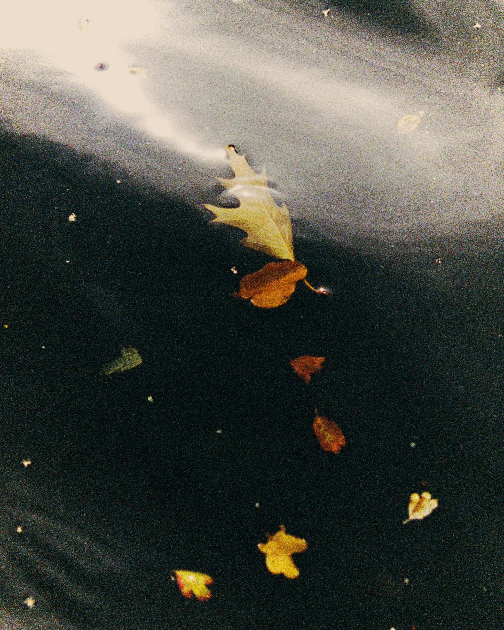 A few fallen autumn leaves floating on dark water.