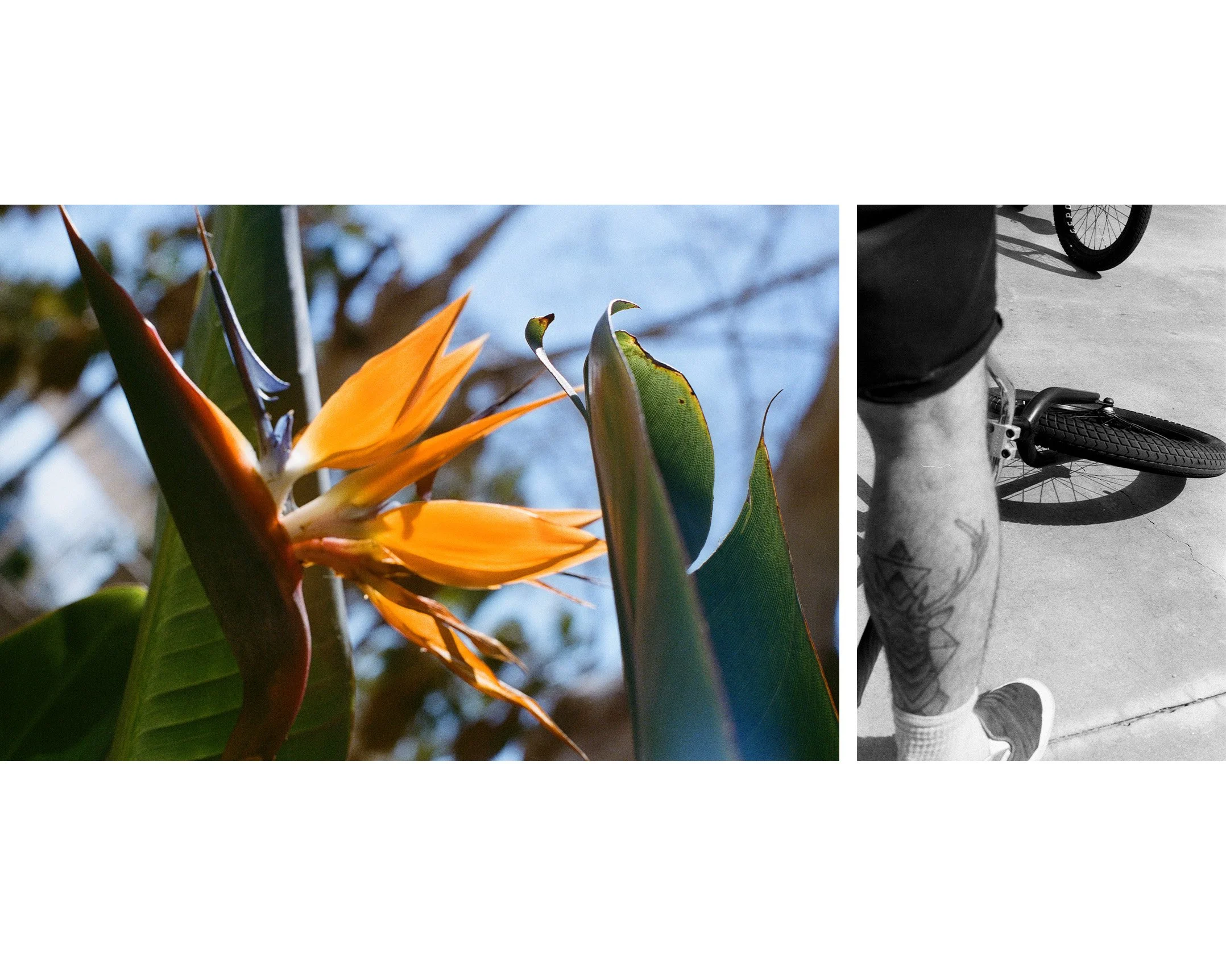 Close-up of a Bird of Paradise flower with orange petals and green leaves, and a person riding a bicycle, wearing shorts and sneakers, with a tattooed leg, photo split between color and black-and-white.