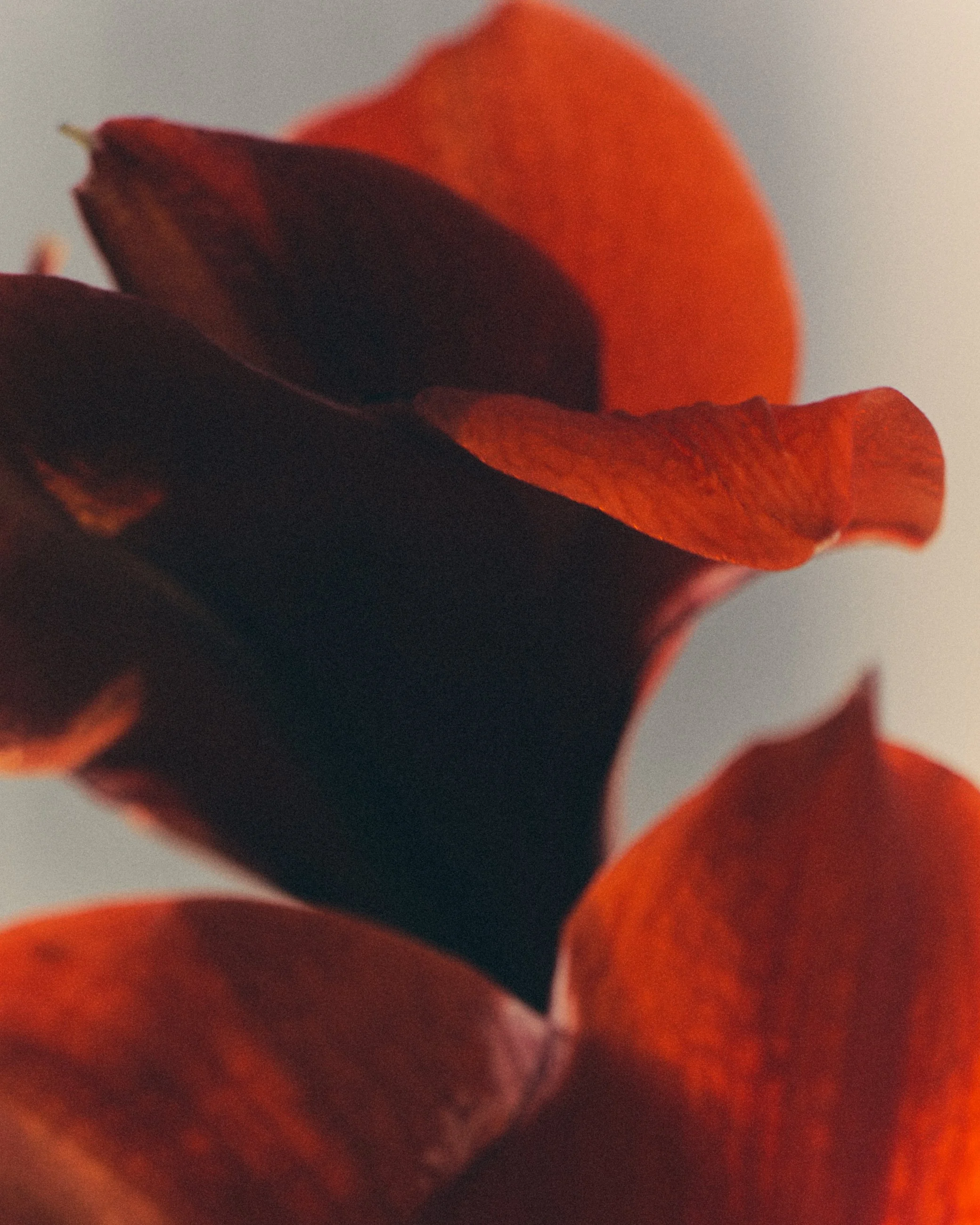 Close-up of red, orange, and dark brown flower petals, blurred background.