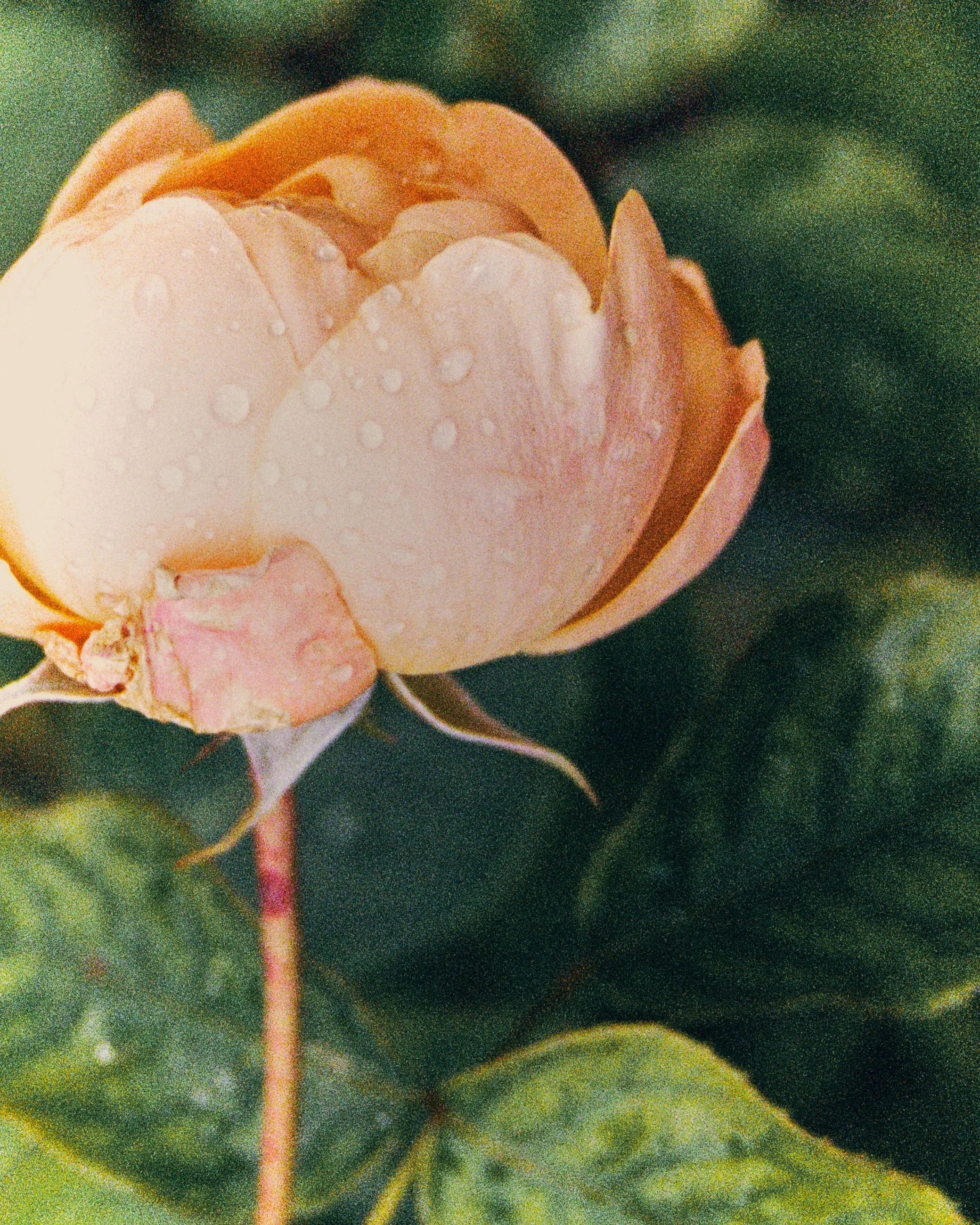 Close-up of a peach-colored rose with dewdrops on its petals, surrounded by green leaves.