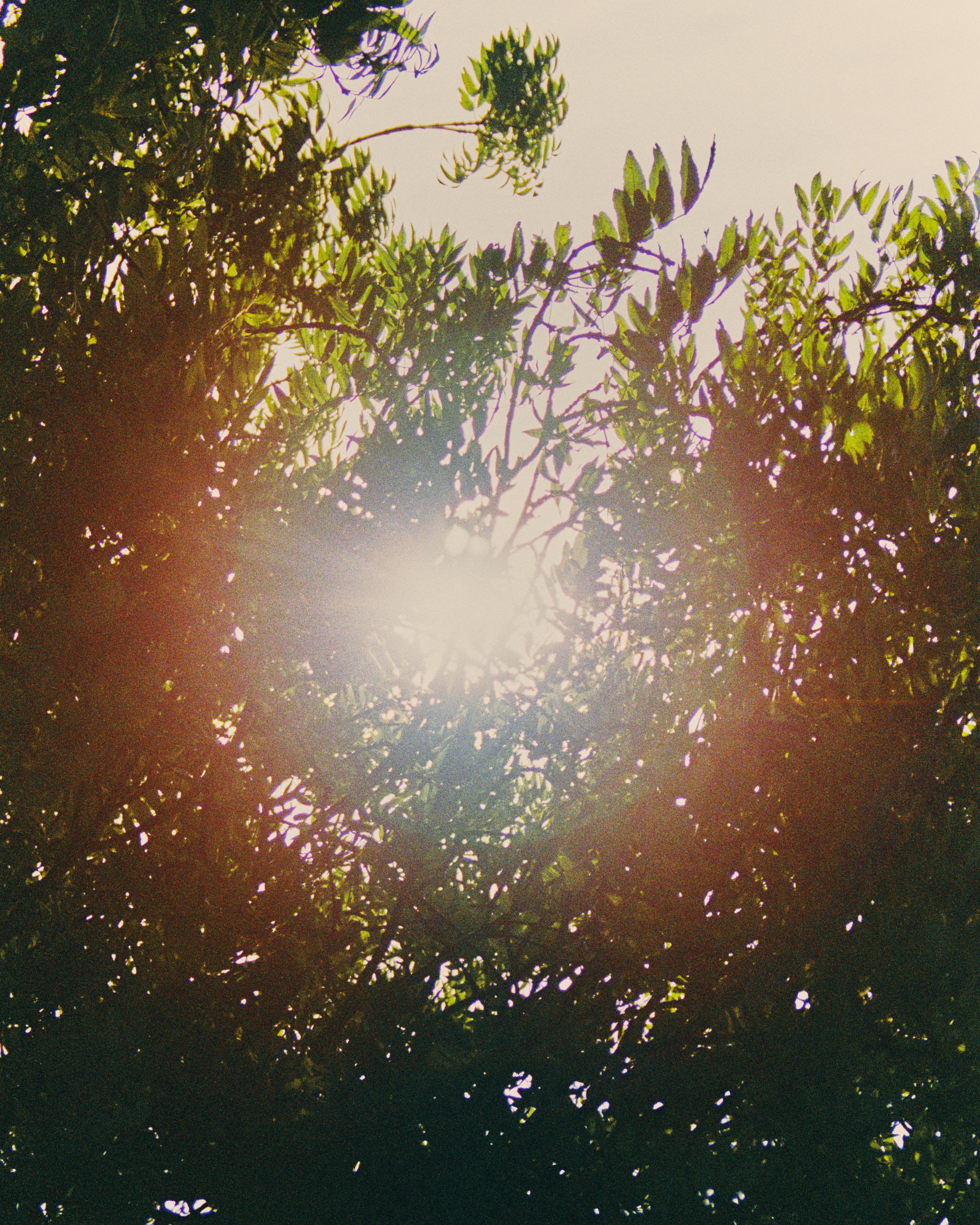 Sun shining through the green leaves of a tree with a hazy, bright sky in the background.