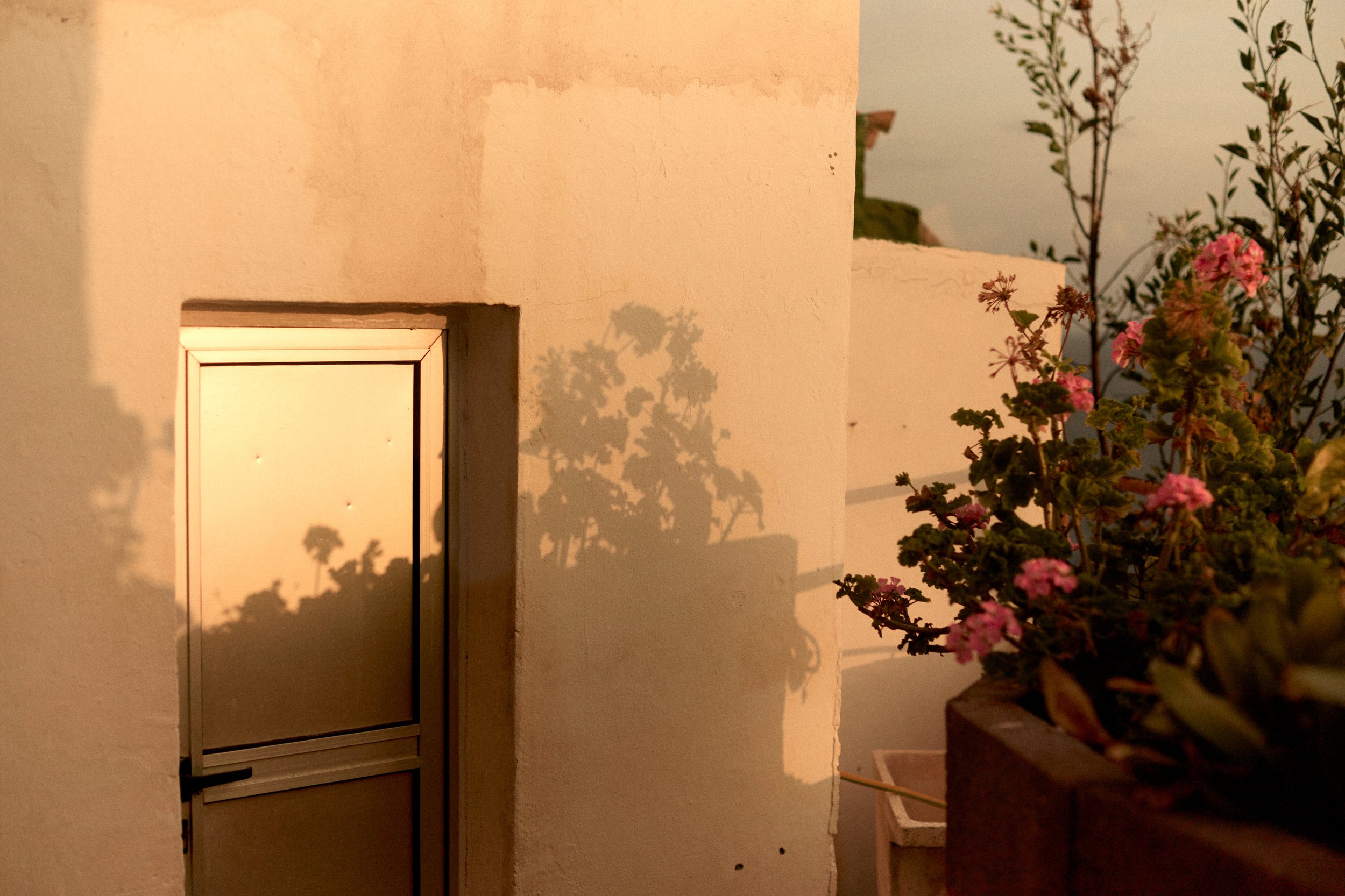 Sunset casting shadows of plants and flowers on a white wall near a window or door with a screen, in warm lighting.