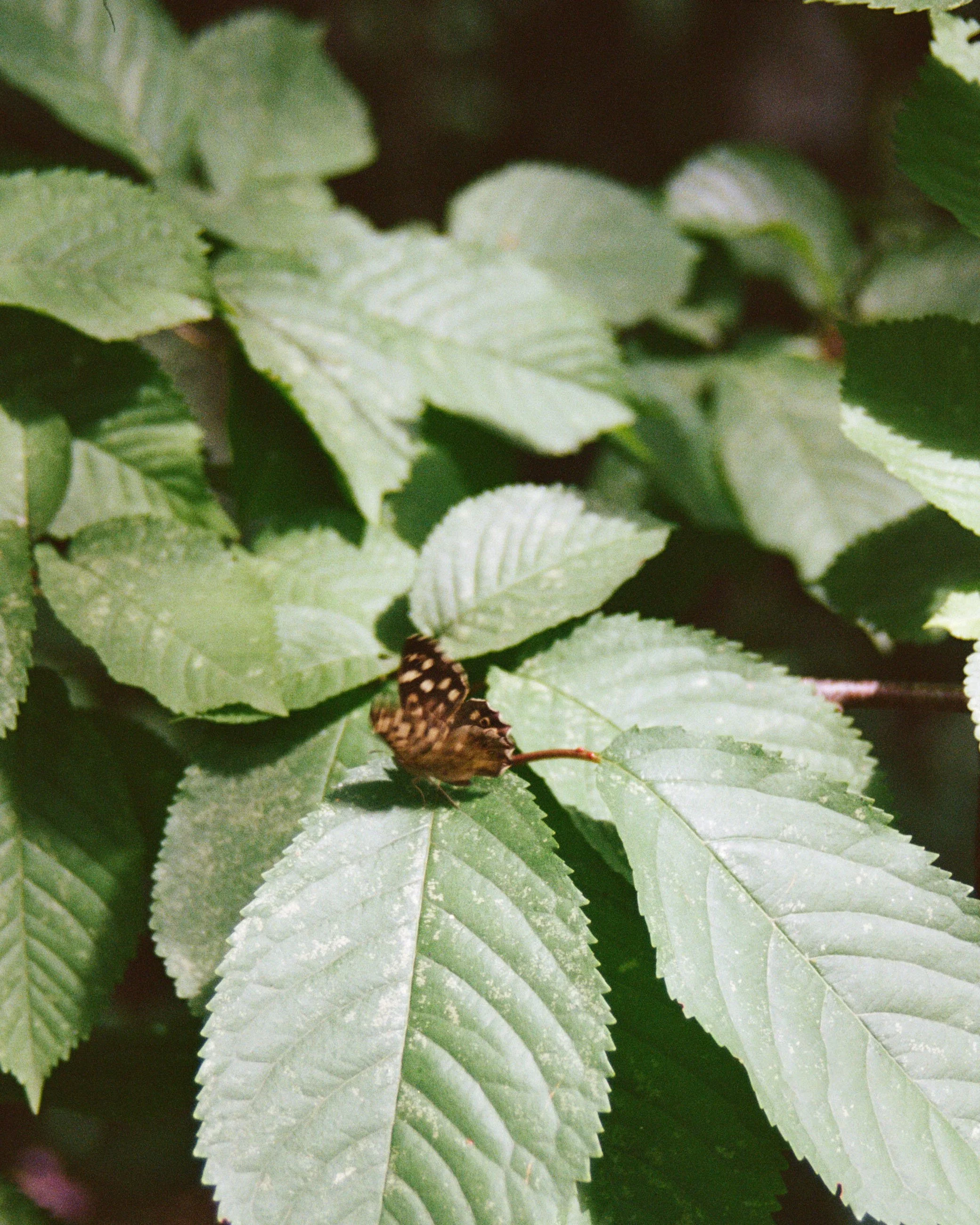 Close-up of green, textured leaves on a bush or tree with a small butterfly resting on one of the leaves.